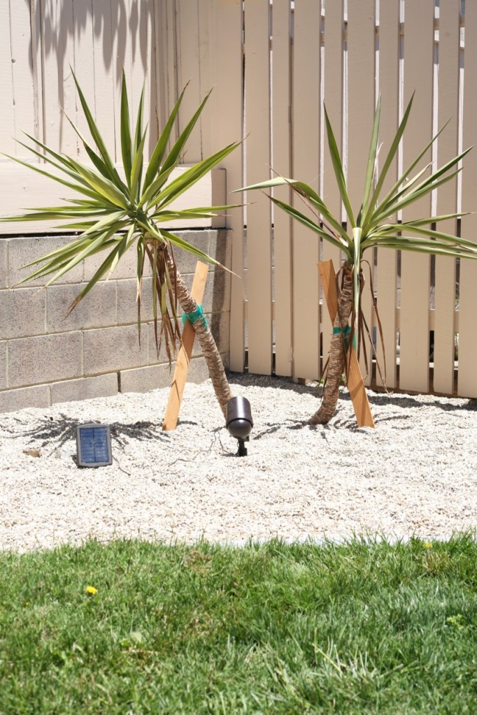 yucca cuttings planting