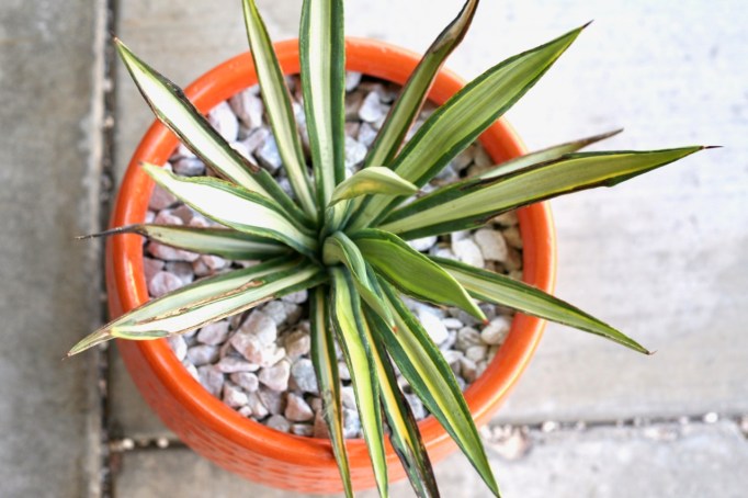 variegated sisal agave