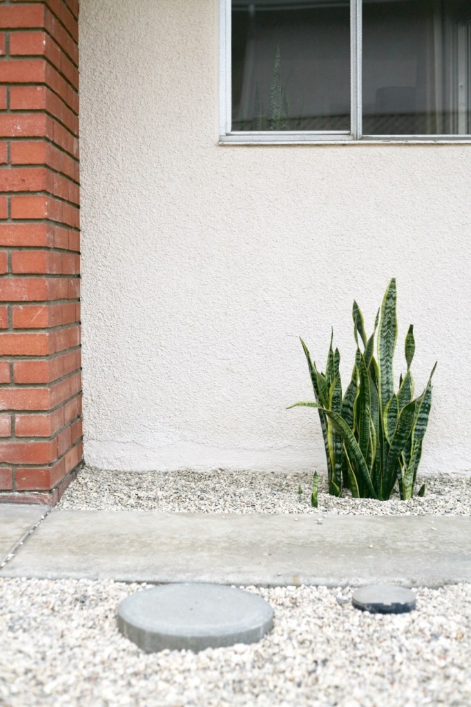 sansevieria snake plant