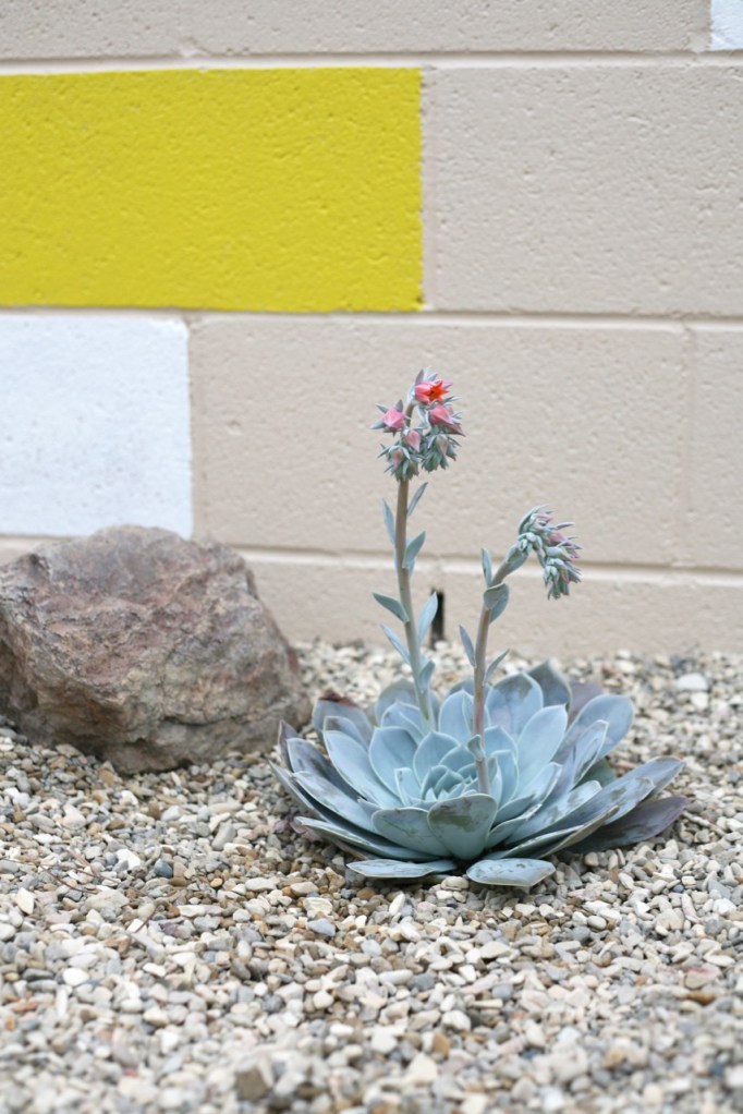blue echeveria flower succulent aqua turquoise