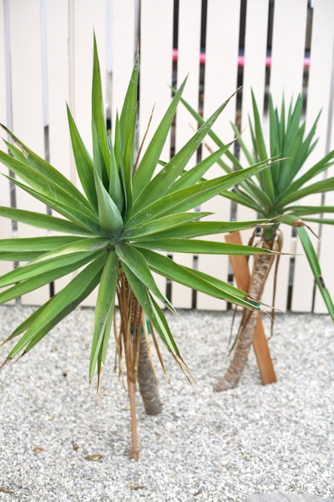yucca elephantipes tree cuttings propagation