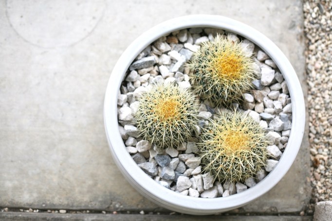 golden barrel cactus planter Echinocactus grusonii