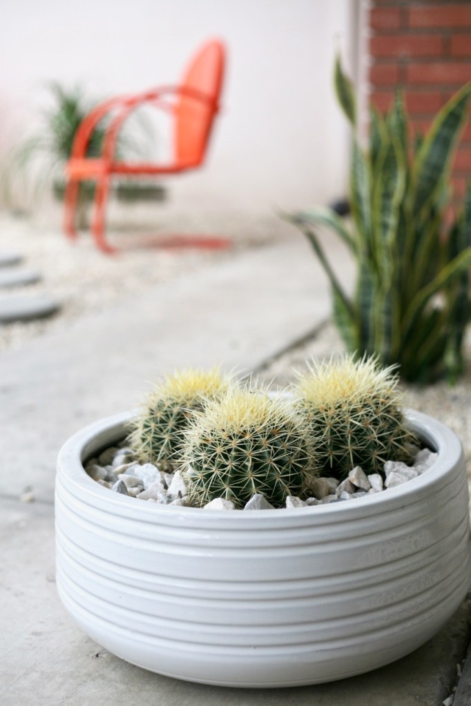 golden barrel cactus