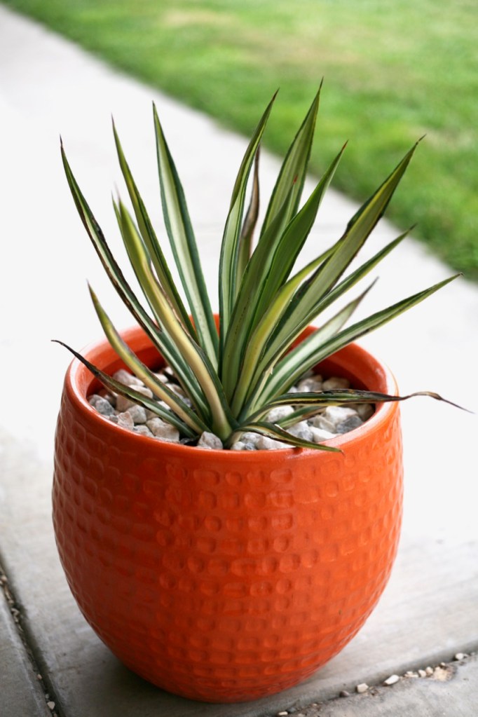 variegated sisal agave