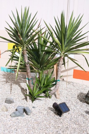 yucca elephantites landscape cuttings rooted pups