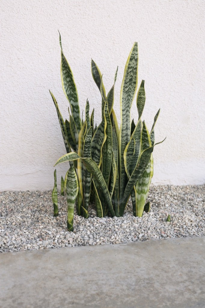 sanseveria landscape shoots
