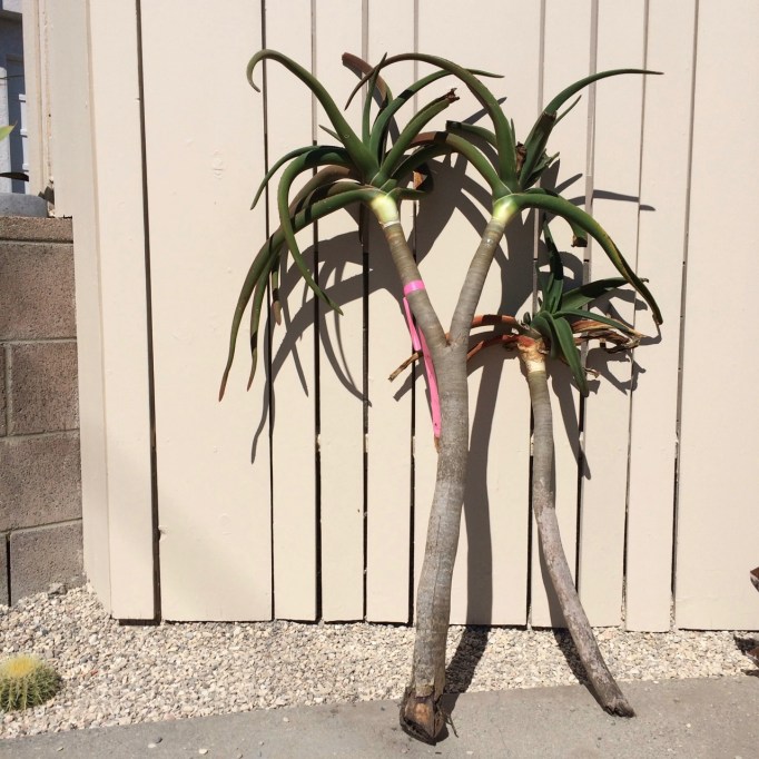 aloe barberae tree cutting propagation