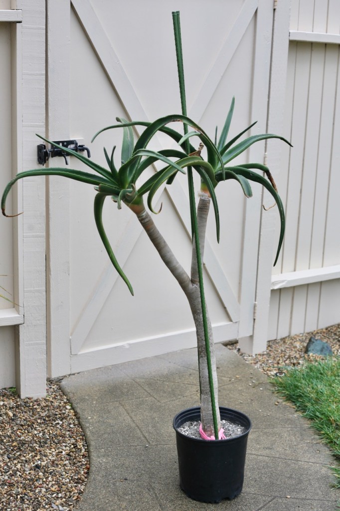aloe barberae tree cutting propagation