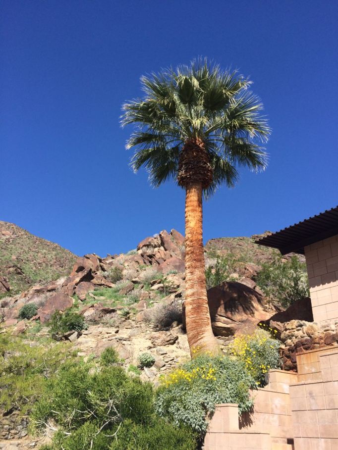 Frey House II 2 Albert Frey architecture mid century Palm Springs