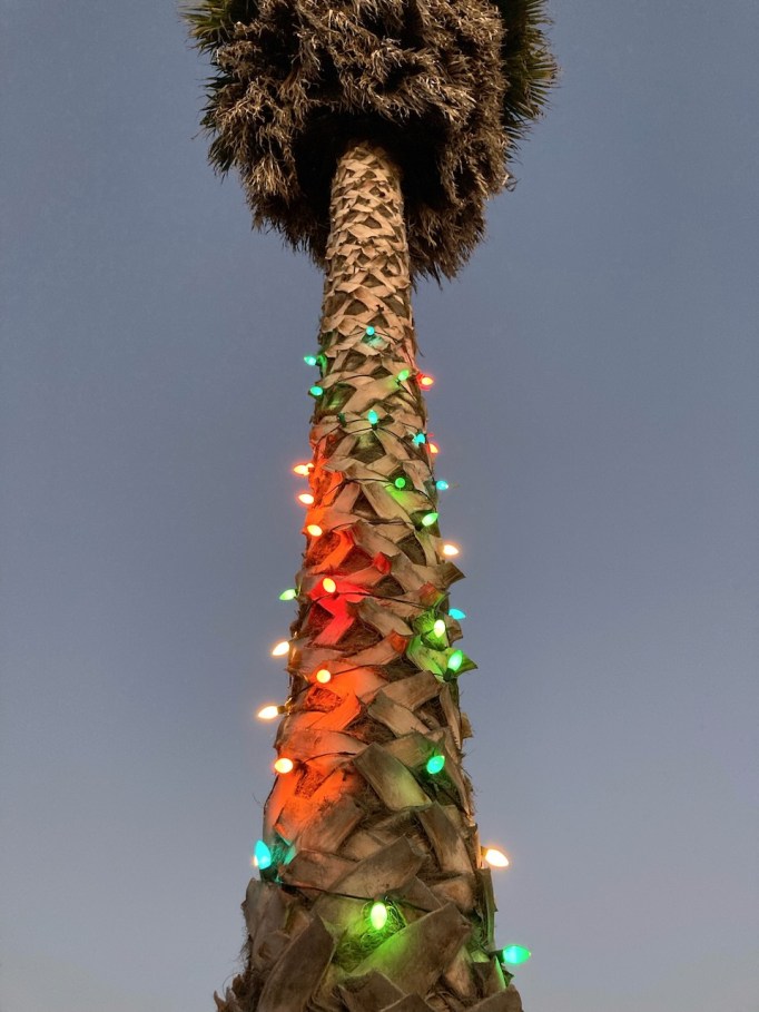 christmas lights on palm tree